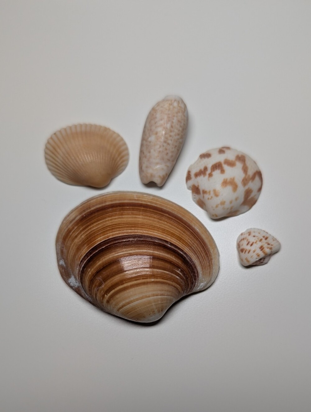 Decorative Seashells